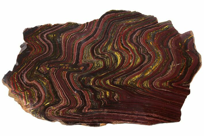 Polished Tiger Iron Stromatolite - Billion Years #129314